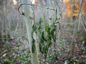 Supporting image for story: Work begins to remove 150 diseased and dying ash trees in Telford