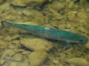 Supporting image for story: Boost for salmon stocks in rivers