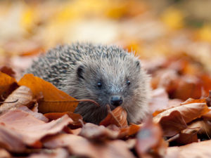 Supporting image for story: LETTER: Check your bonfire for hedgehogs