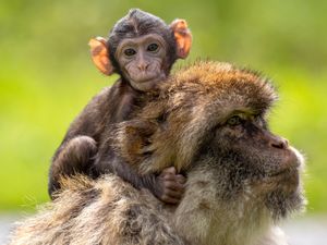 Supporting image for story: Safari park welcomes new baby to troop of endangered monkeys