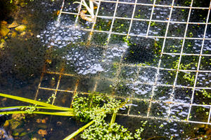 Frog spawn in Bryan's pond