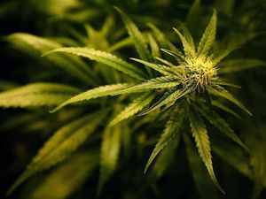 Supporting image for story: Telford man admits dealing cannabis in Sheffield