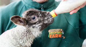 New Life at the Farm