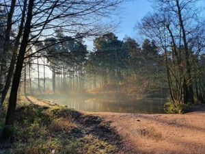 Supporting image for story: £7.8 million conservation plan for Cannock Chase to be scrutinised