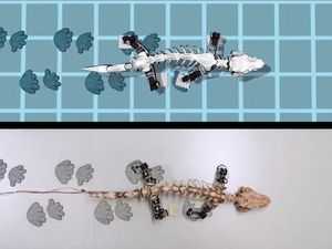 Supporting image for story: Robot study pushes back the origins of efficient walking