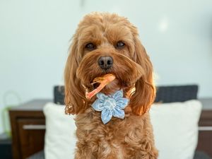 Supporting image for story: Local dog owners enjoy fresh feeding support as Years launches in stores with special offer