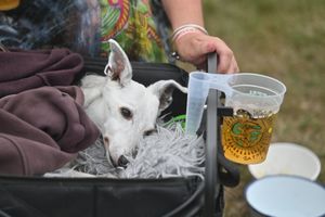 Lily the dog relaxes at the folk festival