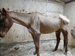 Supporting image for story: Ban for owner of ex-racehorse so thin 'every bone in his body' could be seen