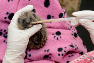 Feeding time for one of the patients