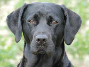 Supporting image for story: Letter: Dog mess problem