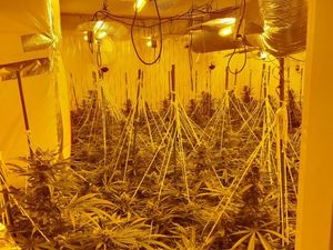 Supporting image for story: Police arrest man in £400,000 Telford cannabis factory raid