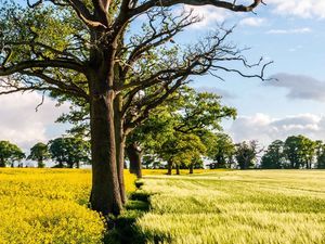 Supporting image for story: Barn plan gets go-ahead as refusal is overturned