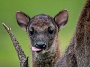 Supporting image for story: Cheeky baby deer born at Chester Zoo is one of only about 700 left in the world