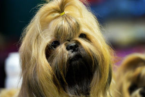 Katjy the Shihtzu is ready for action at the British Utility Breeds Association Show at the County Showground, Stafford
