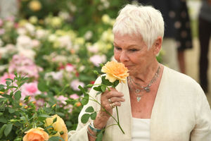 Dame Judi Dench examines David Austin's rose named after her at the 2017 Chelsea Flower Show