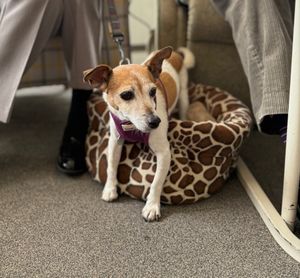 Daisy May, the dog, settling into her new home