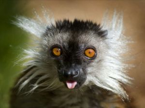 Supporting image for story: Dudley Zoo in £555,000 revamp - complete with new animals, more play equipment, enclosure improvements and a 'beach' area for kids