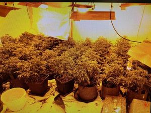 Supporting image for story: Toddler walking alone on Wolverhampton road leads police to cannabis farm