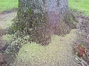 Thousands of maggots have infested trees in Sutton Hill