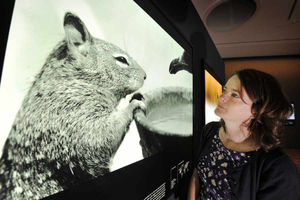 Supporting image for story: National History Museum's Wildlife Photographer of the Year snaps at Wolverhampton Gallery