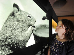 Supporting image for story: National History Museum's Wildlife Photographer of the Year snaps at Wolverhampton Gallery