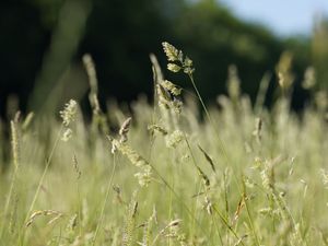 Long grass on Basingstoke Common in Hampshire.