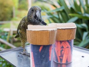 Supporting image for story: Parrots ‘can make predictions based on probabilities’
