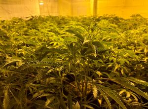 The cannabis discovered in the unit.