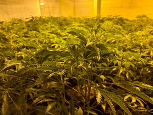Supporting image for story: Cannabis 'gardener' jailed and faces deportation after gas engineer spots drug farm in Telford property
