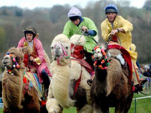 Supporting image for story: Camel racing returns to north Shropshire