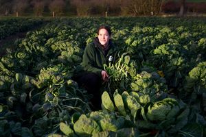 Eliza Kilford gathering sprouts at Essington Farm.