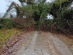 Supporting image for story: Storm Darragh: Fallen trees and at least 1,400 Shropshire homes without power after county is battered by wind