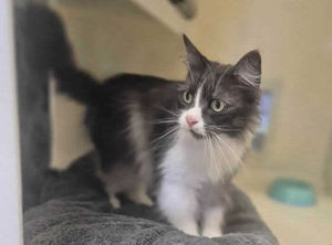 Elsa likes to wander and explore her outside world. Picture: RSPCA