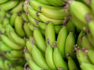 Supporting image for story: Starchy green bananas ‘prevent cancers’ in people with hereditary risk – study