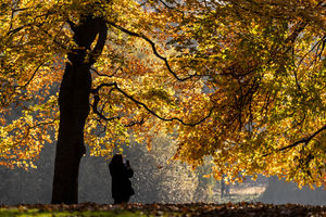 Stock image of a woman walking below autumn leaves.