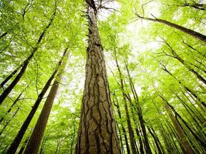 Supporting image for story: Forestry Commission investigating tree clearance near Ironbridge