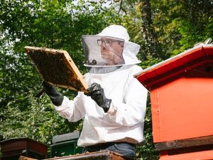 Supporting image for story: Three-quarters of the world’s honey contains pesticides, new research has found