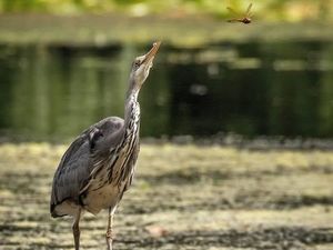 Supporting image for story: Stunning wildlife caught on camera at Sandwell Valley