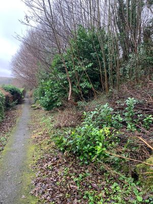 A fallen tree in Station Fields, Telford