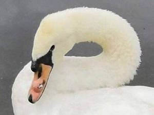 Supporting image for story: Mark Andrews: When things start getting out of control