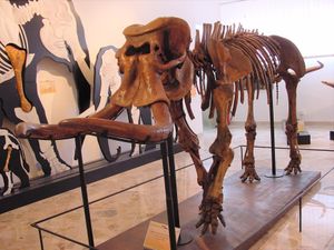 Supporting image for story: Extinct dwarf elephant shrank by 85% in ‘intriguing’ evolution on Sicily