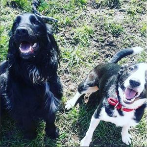 Barney and Homer - my two rescue dogs from Birmingham Dogs Home's Sunnyside Kennels in Coven