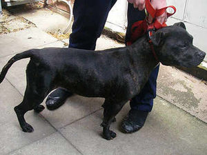 Supporting image for story: Dog beater gets jail and life pet ban