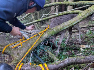Supporting image for story: RSPCA rescues two stags 'clearly in distress' tangled in electric tape in Dudley