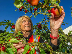 Supporting image for story: Video: Harvest fair success at Attingham Park