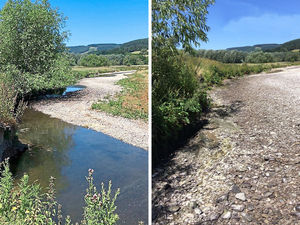 Supporting image for story: Where's the water gone? 130 fish rescued as river dries up
