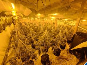 Supporting image for story: Police seize more than 800 cannabis plants in raid on industrial unit