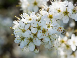 Supporting image for story: Hawthorn out, resilient plants in for Chelsea garden as climate changes