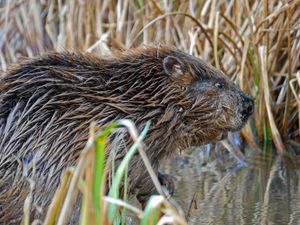 Supporting image for story: Signs of beavers living by Dorset river confirmed by wildlife trust