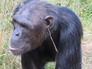 Supporting image for story: Animals create their own cultures, expert concludes after reviewing research